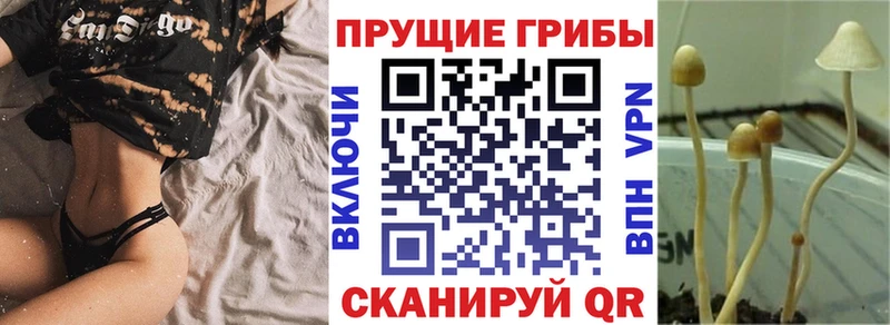 как найти   Острогожск  Галлюциногенные грибы прущие грибы 